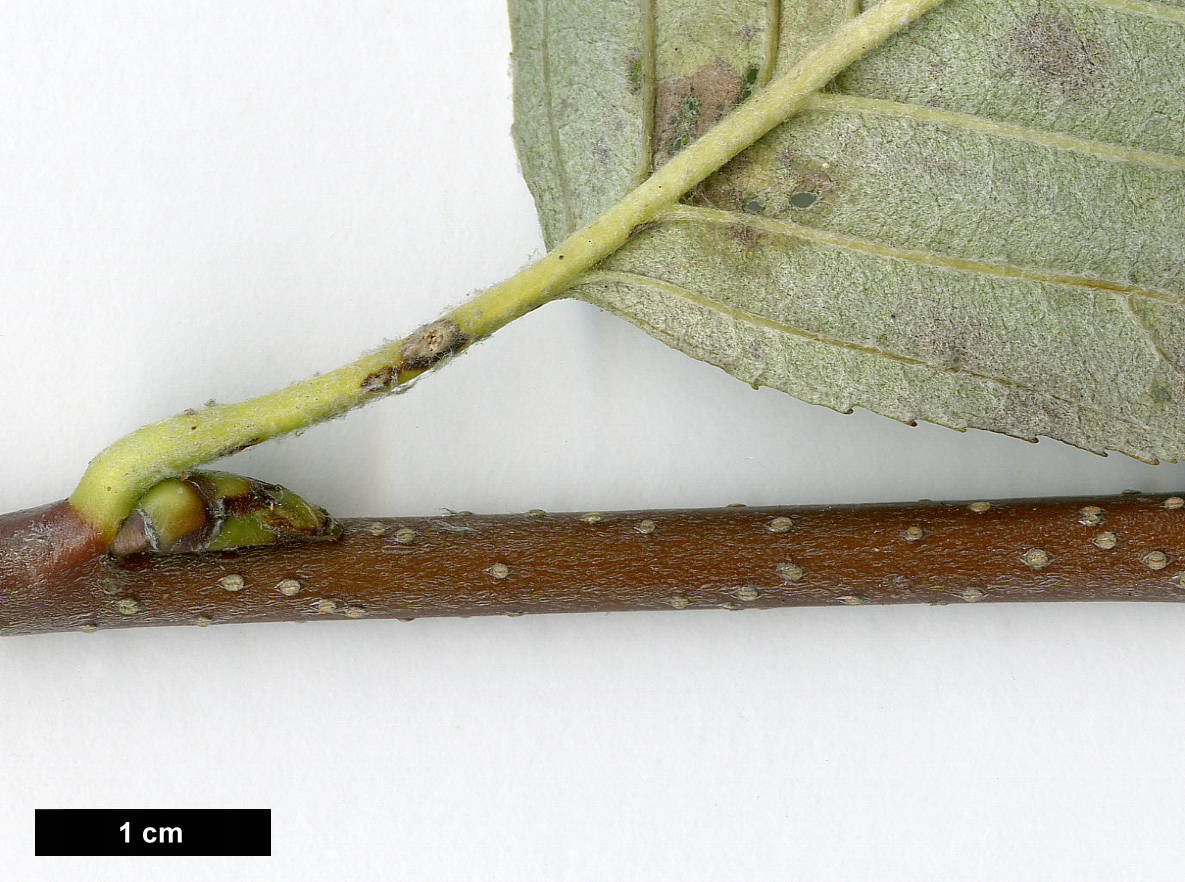 High resolution image: Family: Rosaceae - Genus: Sorbus - Taxon: ×hostii (S.chamaemespilus × S.mougeotii)